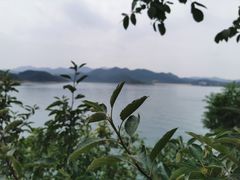 -望湖烤鱼