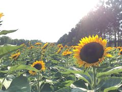 -艾溪湖湿地公园