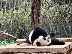 -广州长隆野生动物世界
