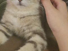 -猫猫幼稚园·撸猫·桌游·电玩