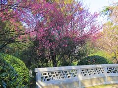 -南京古林公园