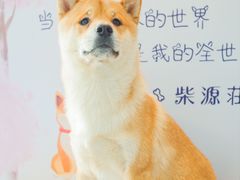 -柴源莊·柴小宠柴犬咖啡