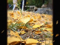 -北京西山国家森林公园