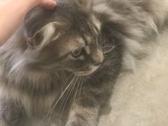-楼上猫咖(罗湖店)