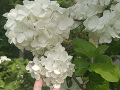 -月湖风景区