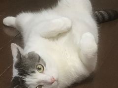 -瑞派天宁宠物医院·猫科·异宠中心