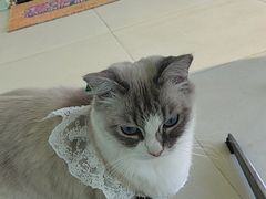 -怪兽屋·羊驼·猫咖·狗咖(俊华广场店)