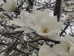 -护国法轮寺