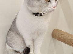 -共舞时光猫咖·狗咖(新街口店)