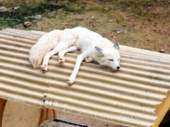 -西霞口神雕山野生动物世界