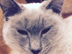 -荣耀金沙动物医院(清江西路店)