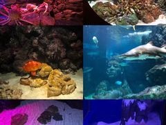 -暹罗海洋世界
