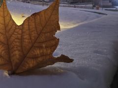 -济南孟家扒蹄店