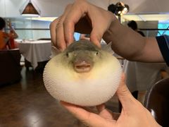 -肆月河豚·新淮扬(金融街店)