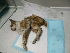 盛京一禾-盛京一禾