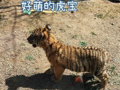 -横道河子东北虎林园