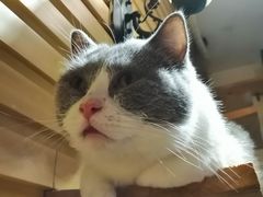 -more than meow吴止猫主题餐厅(承德 中船汇店)