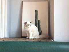 -吉丁鸟咖·异宠·寄养