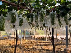 -马陆小张葡萄园农家乐