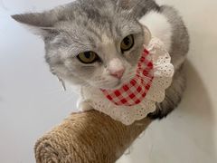 -共舞时光猫咖·狗咖(新街口店)