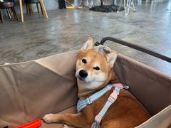 -了不起的考拉咖啡店(高新店)