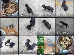 -宠物之家Pets Home 宠物寄养酒店