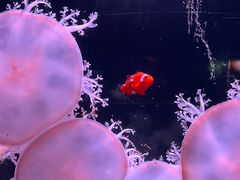 -欢乐海岸海洋奇梦馆