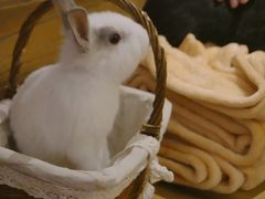 -猫猫幼稚园·撸猫·桌游·电玩