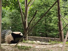 -都江堰中华大熊猫苑