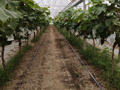 -马陆小张葡萄园农家乐