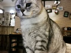 -隅cafe(傅厚岗店)