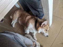 -歹歹的加个面过油肉拌面