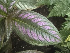 -北京植物园-展览温室