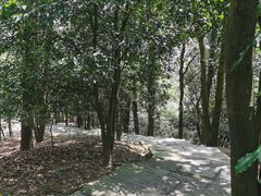 -大屏嶂森林公园