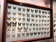 -吉林省自然博物馆