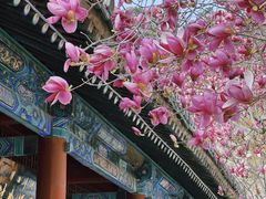 -潭柘寺景区