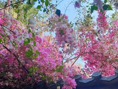 -深圳国际园林花卉博览园