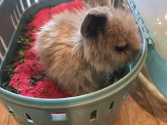 -藦茜花园宠物主题亲子互动体验馆(国顺东路店)