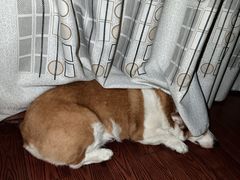 -艾贝尔宠物医院·狂犬免疫点(江山金象城店)