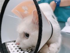 -瑞派名望志远动物医院·猫科·內科·异宠专科(直港大道店)