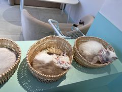 -怪兽屋·羊驼·猫咖·狗咖(俊华广场店)