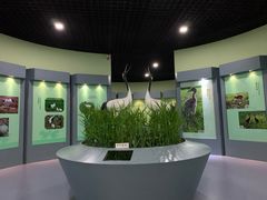 -盐城丹顶鹤湿地生态旅游区