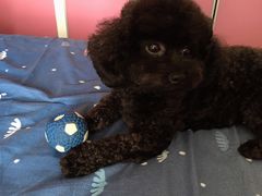 -爱侣宠医·鹦鹉专科·小型哺乳类·异宠专科(灵石路店)