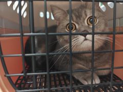 -纳吉亚猫专科动物医院·北北分院