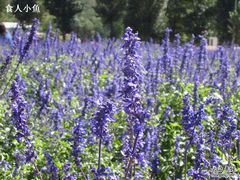 -紫海香堤香草艺术庄园
