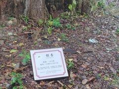 -西湖风景区十里琅珰-五云山