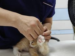 -中农国际动物医院24小时·猫科·骨科·急重症中心