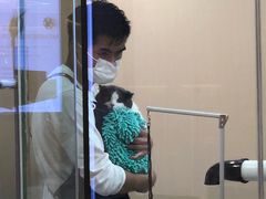 -momokira米努特·德文卷毛猫·棉花面纱犬
