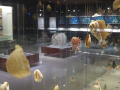 -青岛贝壳博物馆