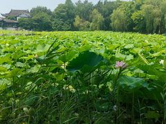 -高子水居
